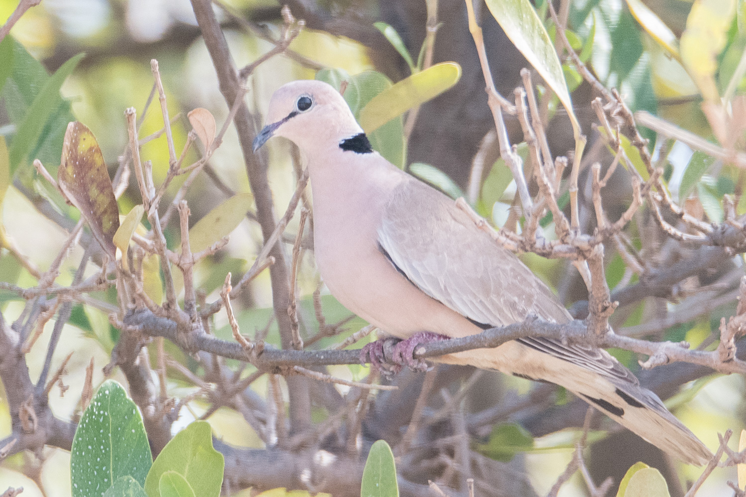 Tourterelle Vineuse (Vinaceous Dove, Streptopelia Vinacea), Sénégal